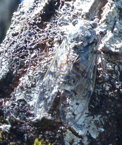 Cicada orni